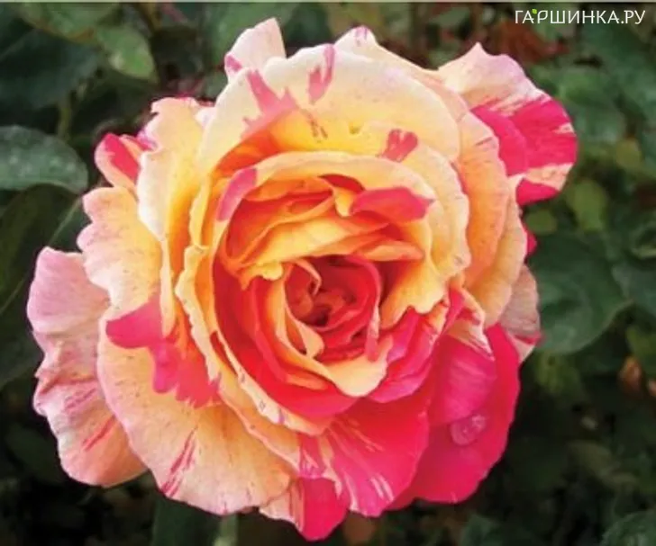 Роза Вариегата ди Барни, Барни (лиц)