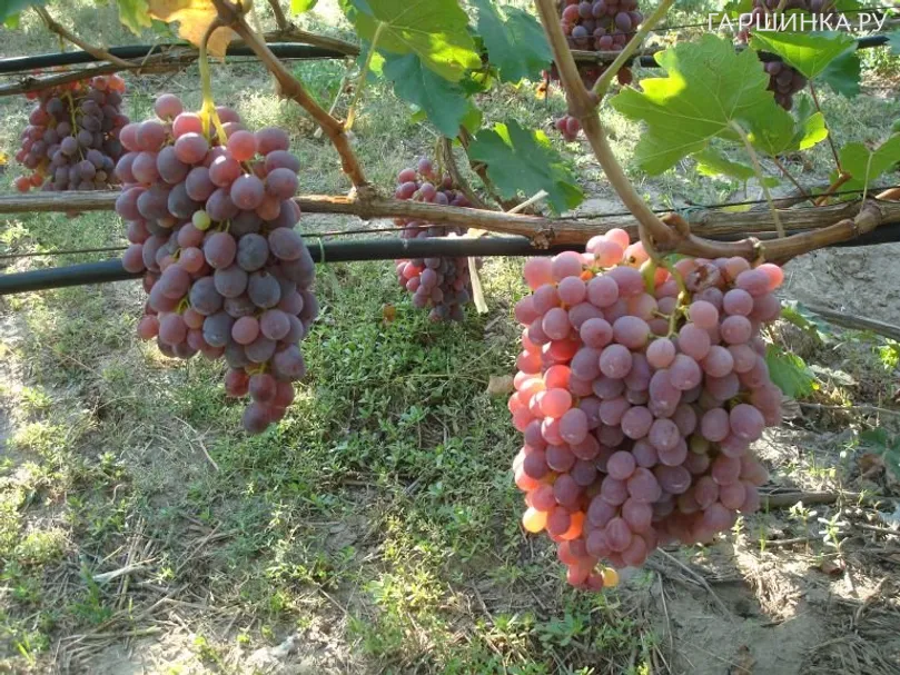 Виноград плодовый Розовый жемчуг