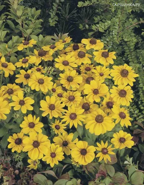 Рудбекия Тото Голд