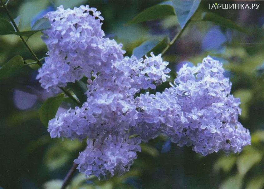 Сирень Фирмамент