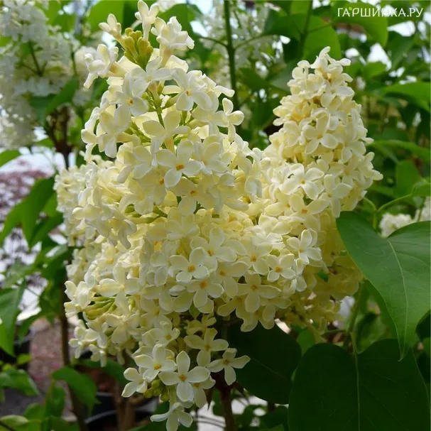 Сирень Примроуз