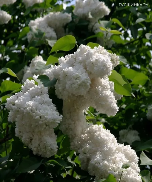 Сирень Алиса Хардинг махровая