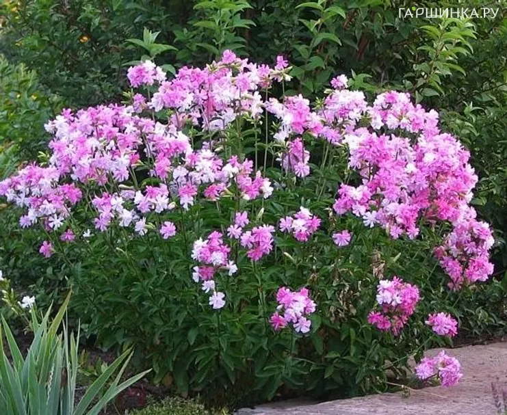 Мыльнянка лекарственная Розеа Плена