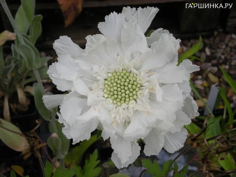 Скабиоза Фама Вайт