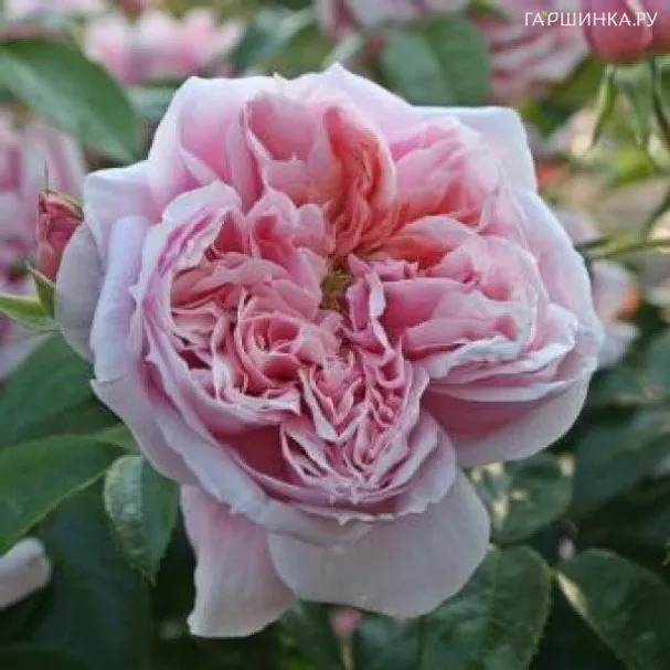 Роза Шон Майд чайно-гибридная, Тантау (лиц)