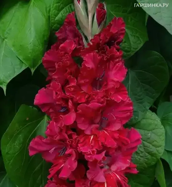 Гладиолус Исполин