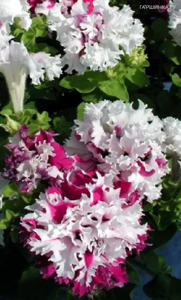 Петуния Яромнерже (Фриллитуния ) 10 шт. пробирка