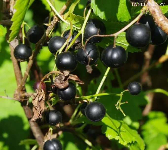 Смородина Детскосельская черная