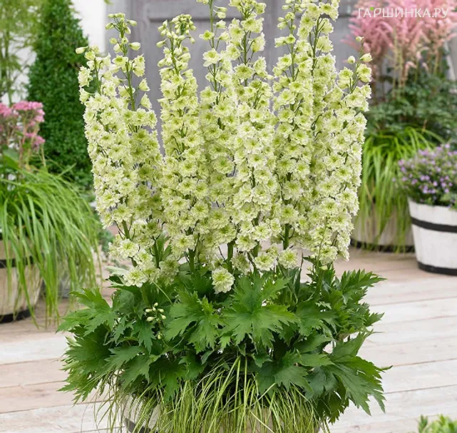 Дельфиниум махровый Морнинг Санрайз