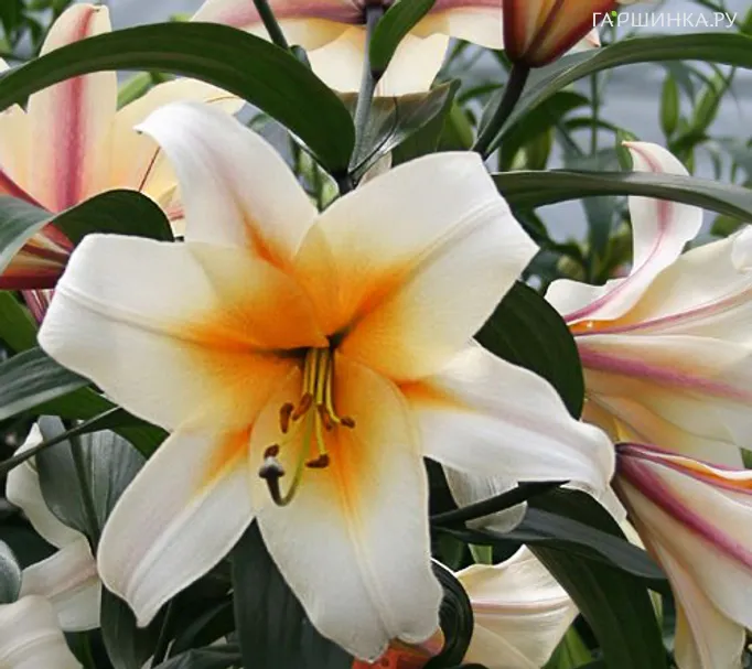 Лилия Хай Ти ОТ-гибрид /2шт