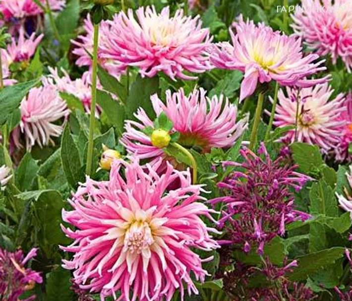 Георгина Старс Фейворит бахромчатая