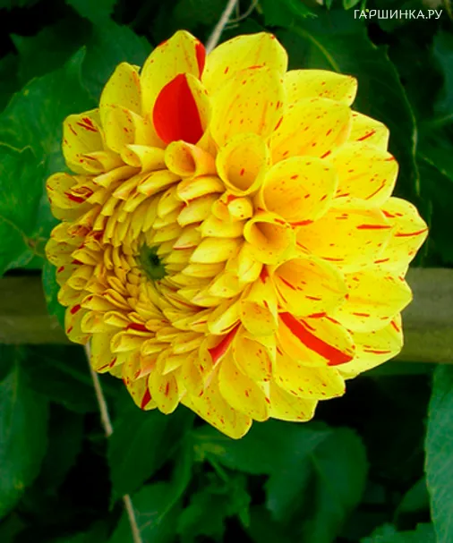 Георгина Фанни Фэйс шаровидная