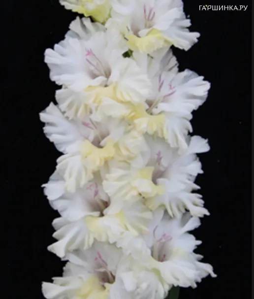 Гладиолус Белый и пушистый 2шт