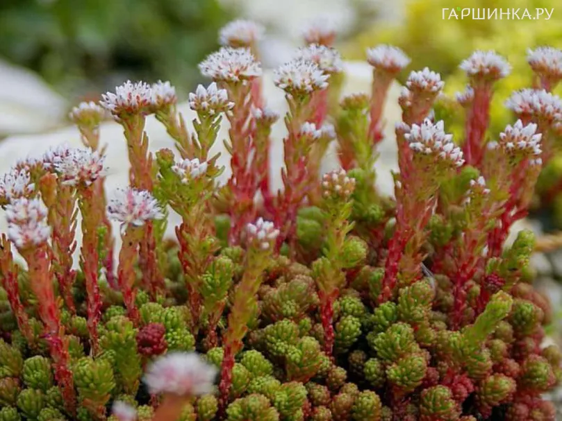 Очиток (седум) Лидийский