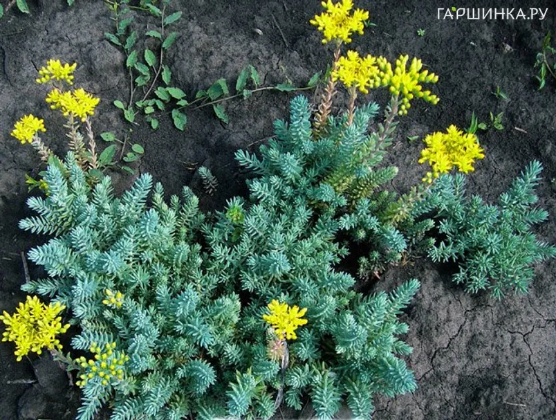 Очиток (седум) Glaucum