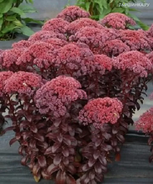 Очиток (седум) отогнутый Дарк Мэйджик