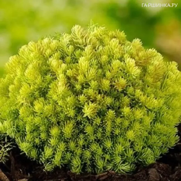 Очиток (седум) отогнутый Лемон Бол