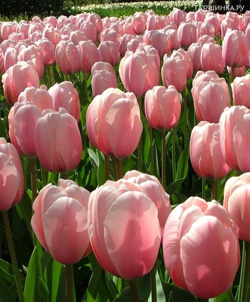 Тюльпан Салмон Импрешн Дарвина 5шт.