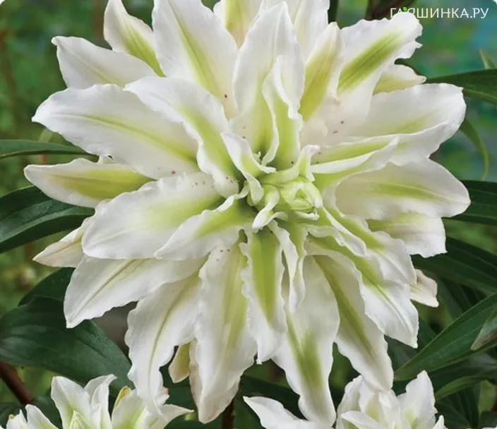 Лилия Серен Энджел восточная махровая/ 2 шт