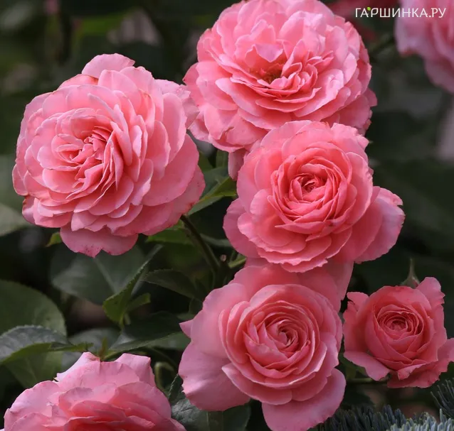 Роза Секси Рекси мускусная, Ленс (лиц)