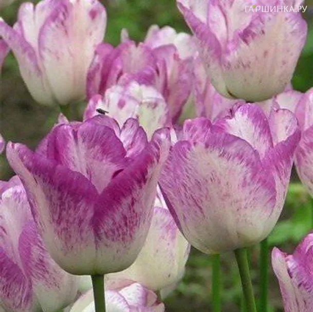 Тюльпан Ширли Триумф 5шт.