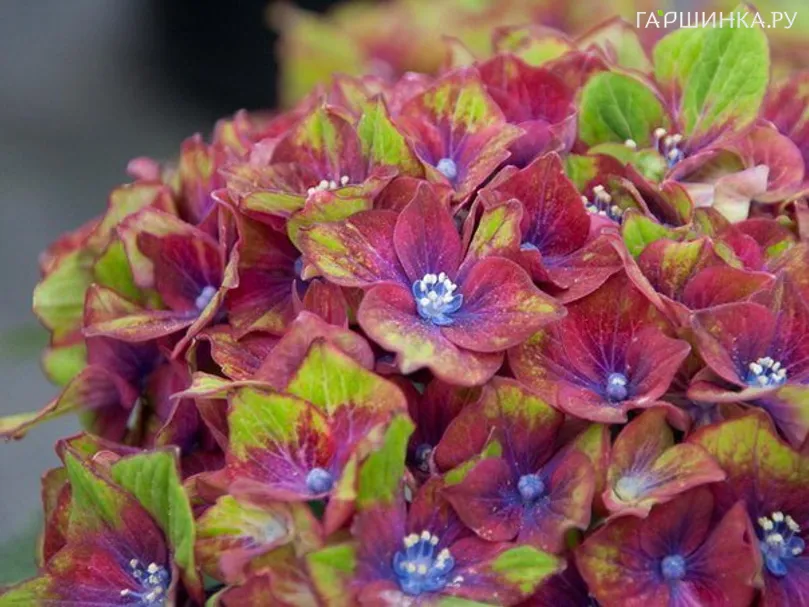 Гортензия Шлосс Вакербарт крупнолистная (макрофила)