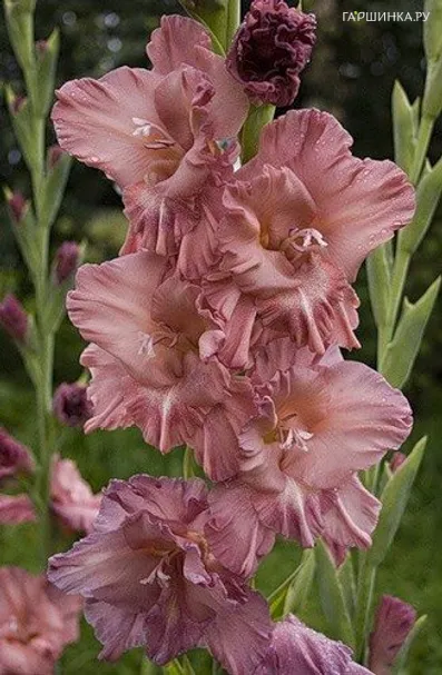 Гладиолус Шоколадница