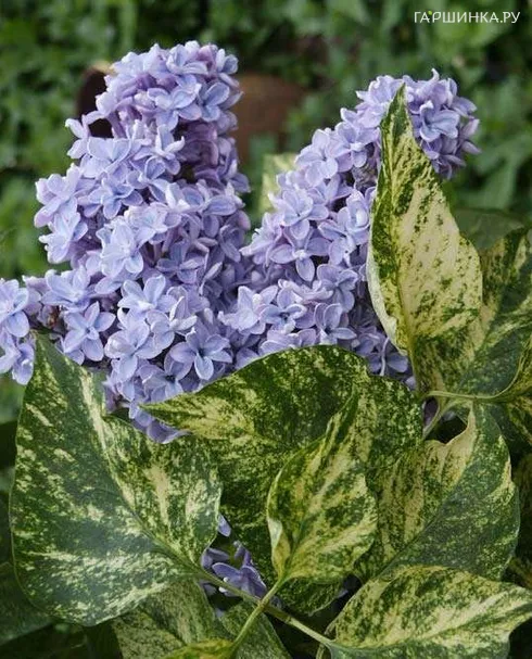 Сирень Акубуфолия