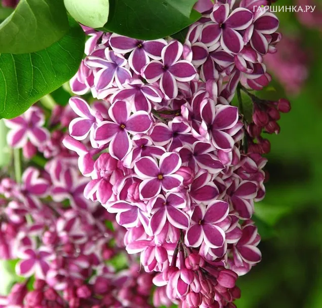 Сирень Сенсация