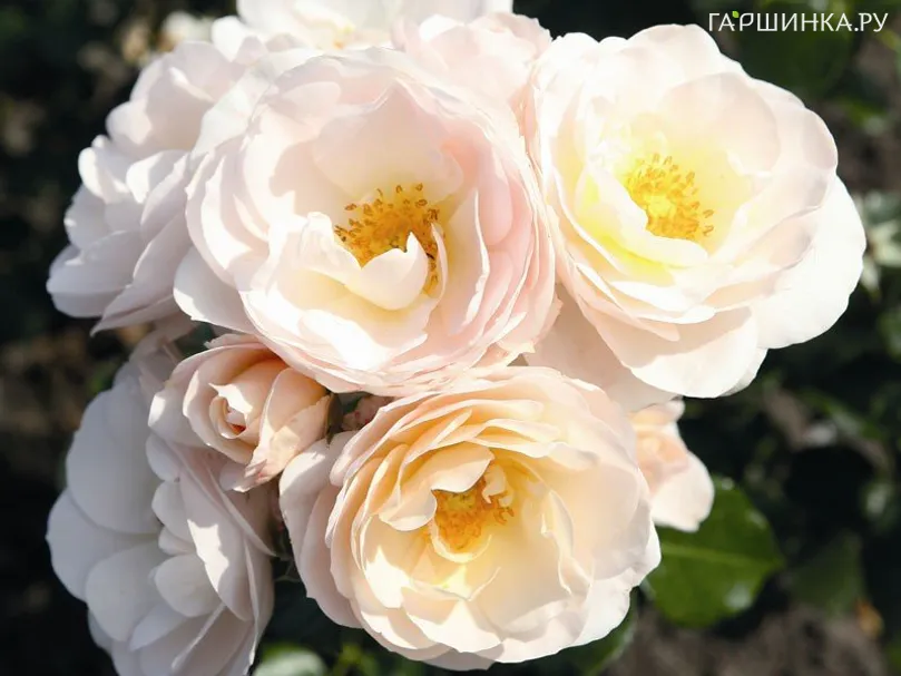 Роза Сириус флорибунда, Тантау (лиц)