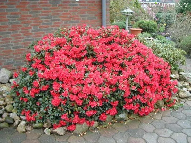 Рододендрон гибридный Скарлет Вондер