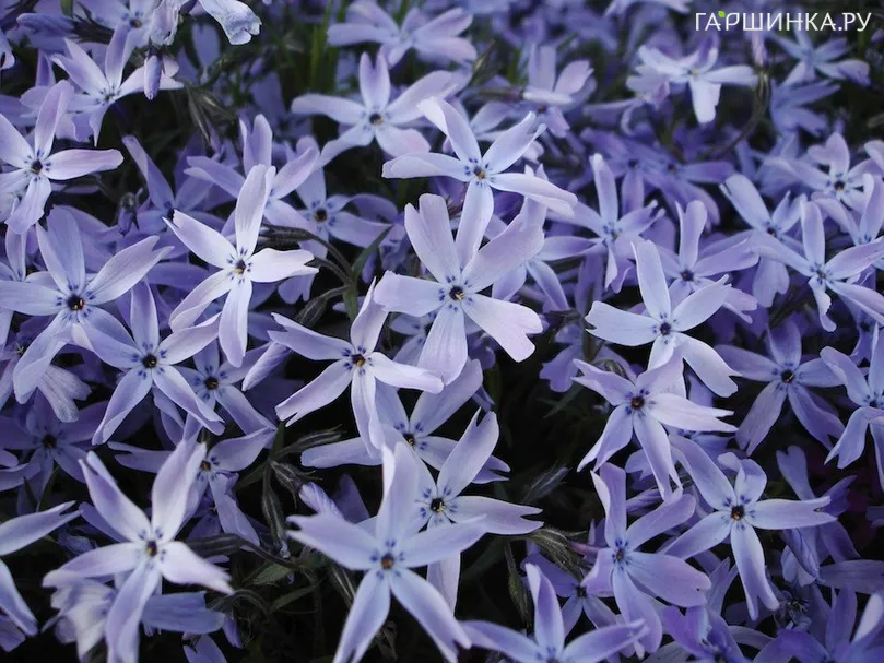 Флокс шиловидный голубой