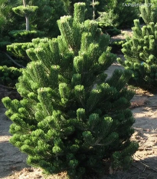 Сосна черная Орегон Грин
