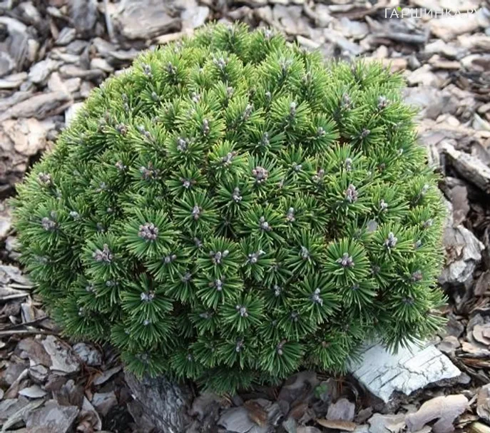 Сосна горная Мини Мопс