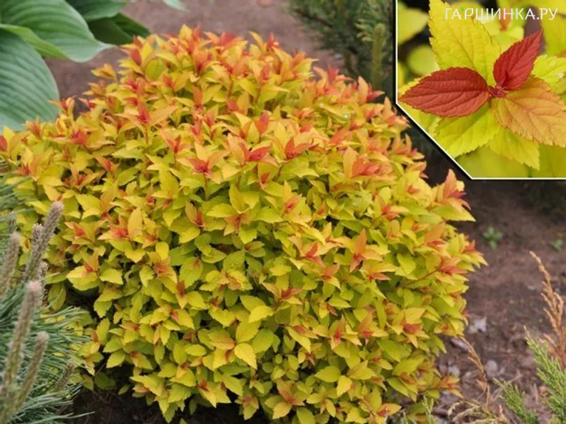 Спирея японская Файерлайт