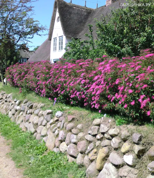 Спирея Неон Флэш