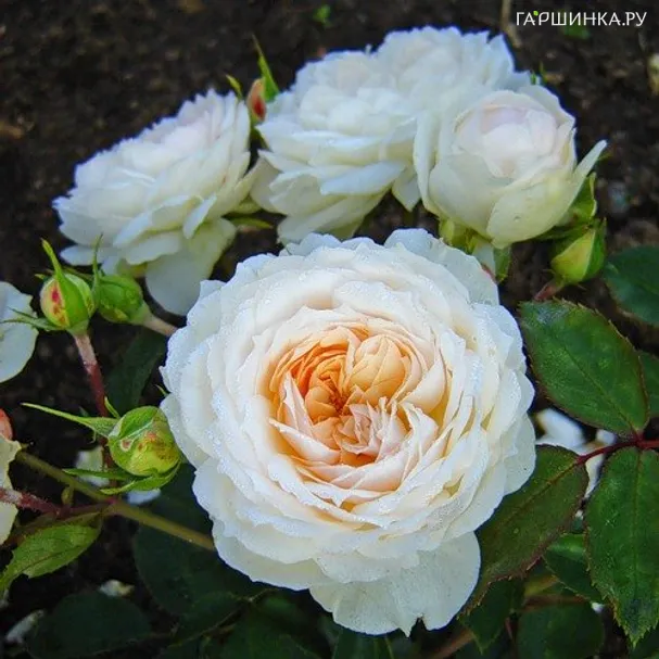 Роза Стефани Баронин цу Гуттенберг чайно-гибридная, Тантау (лиц)