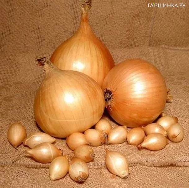 Лук-севок Стурон (длинный желтый) 0,5 кг