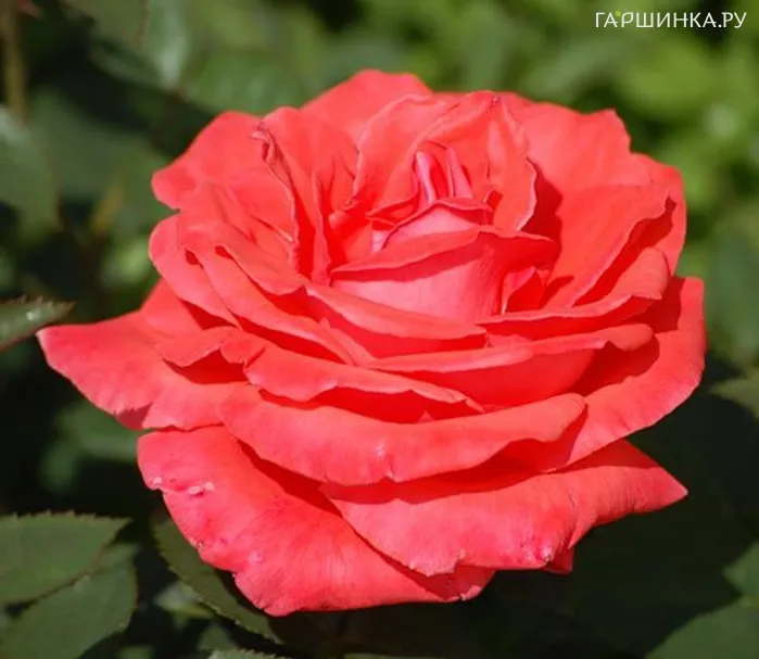 Роза Супер Стар чайно-гибридная, Тантау (лиц)