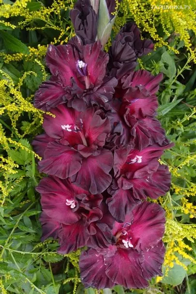 Гладиолус Таинство ночи