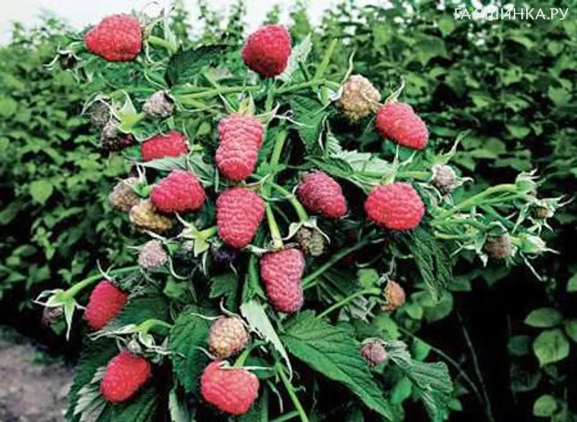 Малиновое дерево (Малина штамбовая) Таруса бесшипная