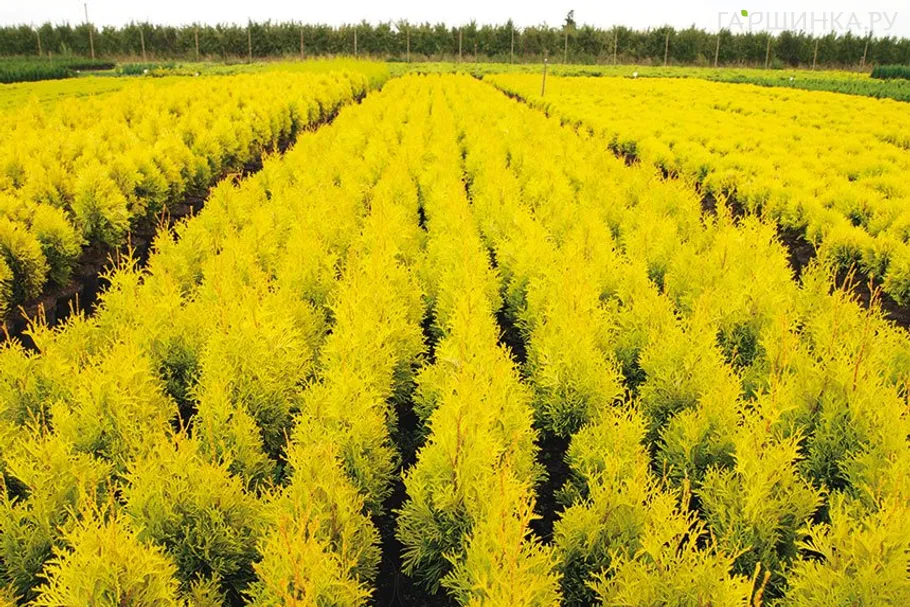 Туя западная Мария