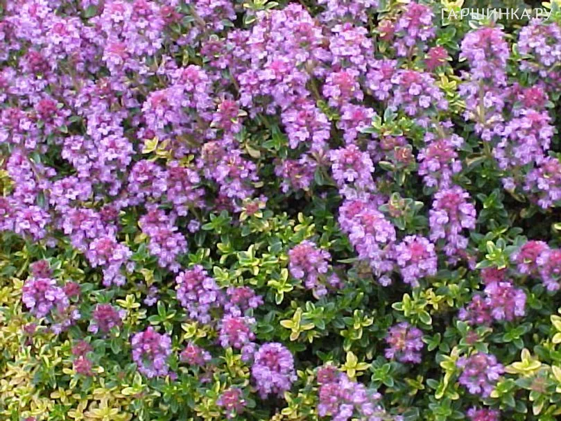 Тимьян Дун Вэлли