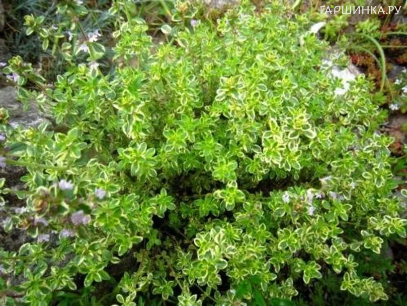 Тимьян Мистик Лемон