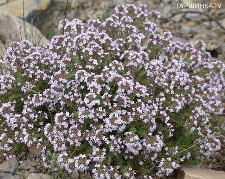 Тимьян обыкновенный