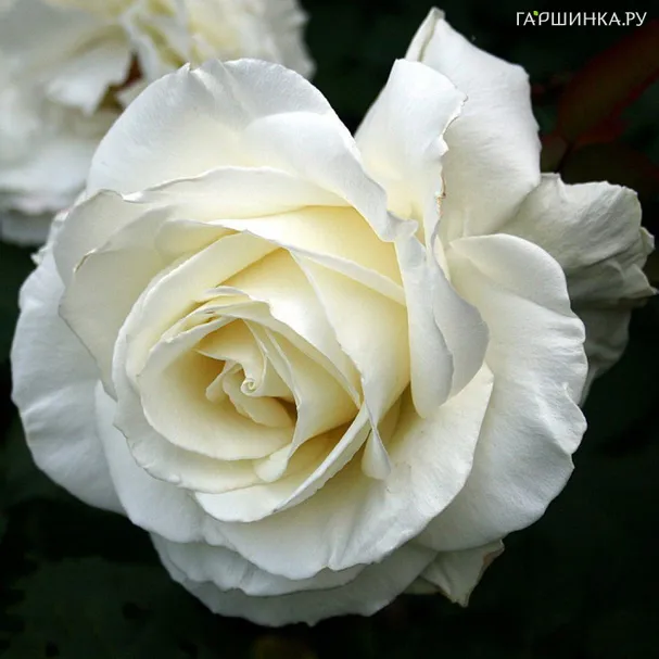 Роза Тинеке чайно-гибридная, Топалович (лиц)