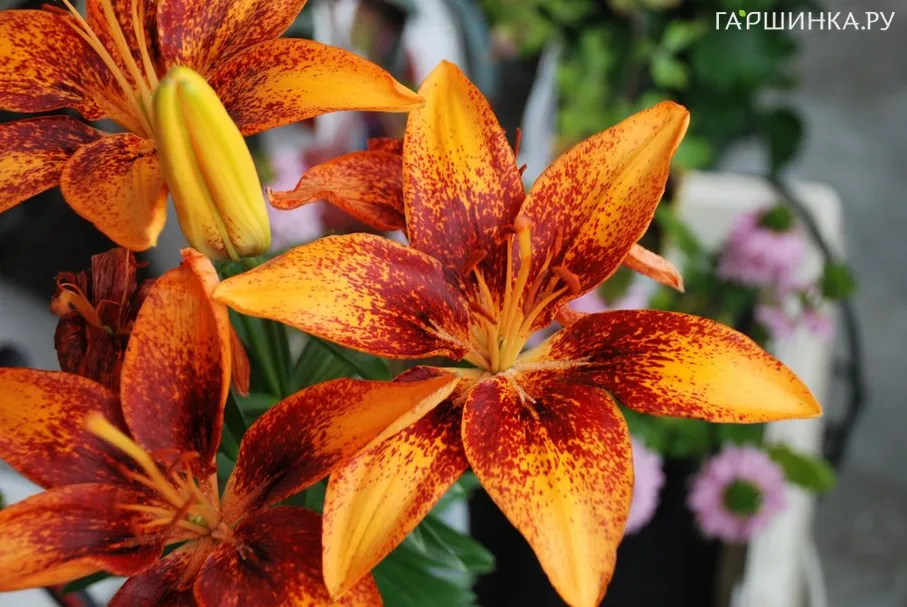 Лилия Тайни Оранж Сенсейшен азиатская низкорослая/2шт