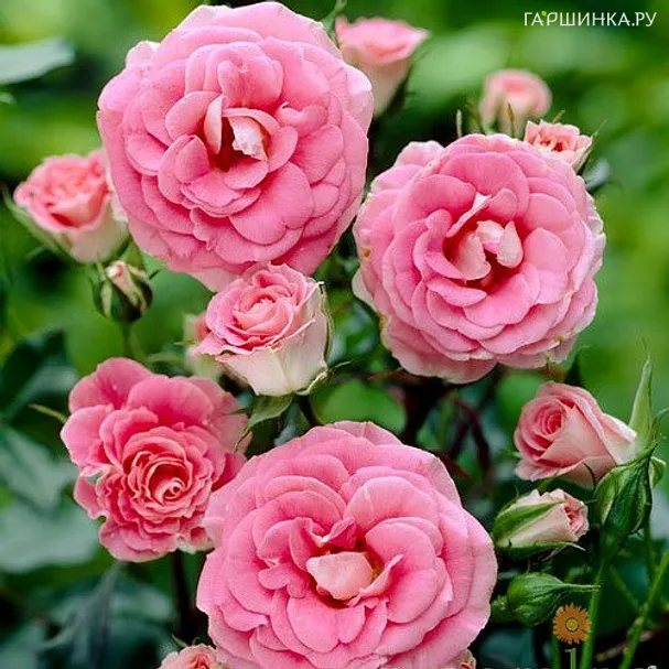 Роза Том Том флорибунда, Топалович (лиц)