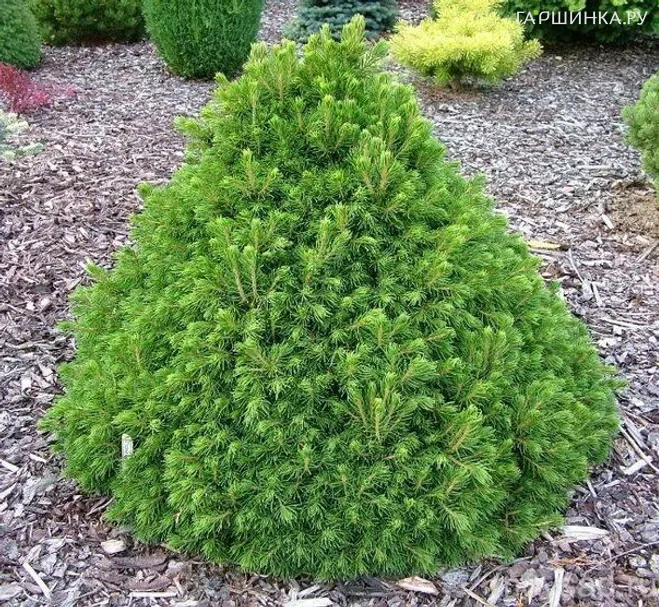 Ель Томпа обыкновенная