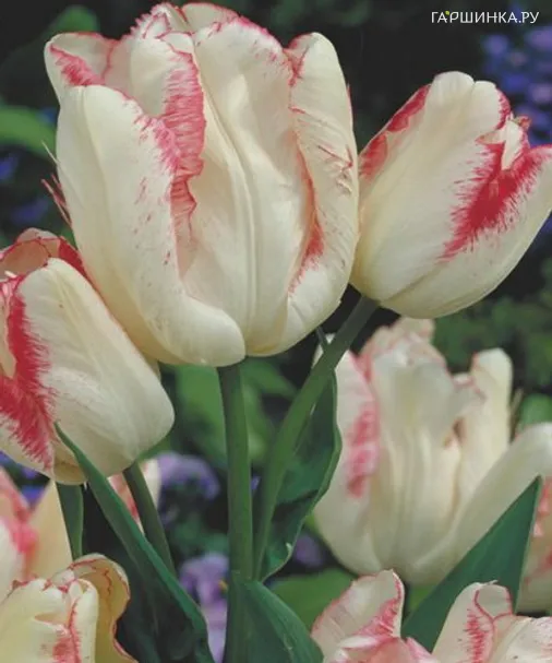 Тюльпан Тукан многоцветковый 4шт